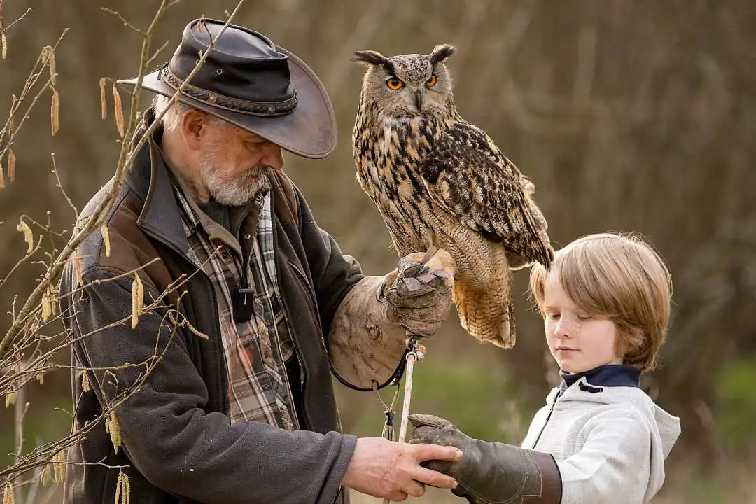 Children's falconry experience - A young Boy holding Elvis the an Eurasian eagle owl (Bubo bubo) at Bird on the Hand falconry experience days Children's falconry experience - A young Boy holding Elvis the an Eurasian eagle owl (Bubo bubo) at Bird on the Hand falconry experience days