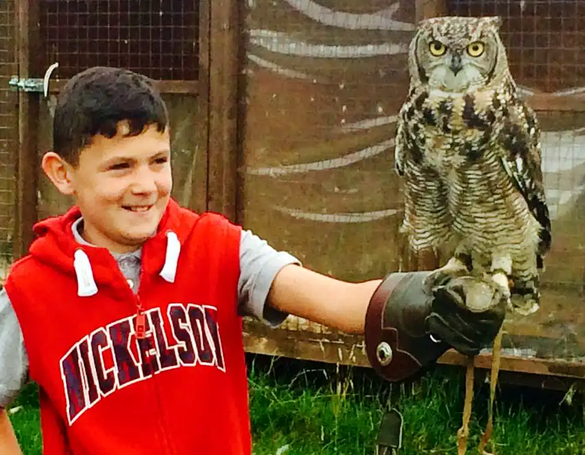 Children's falconry experience day. Boy holding Dotty our African spotted eagle owl (Bubo Africanus) Children's falconry experience day. Boy holding Dotty our African spotted eagle owl (Bubo Africanus)