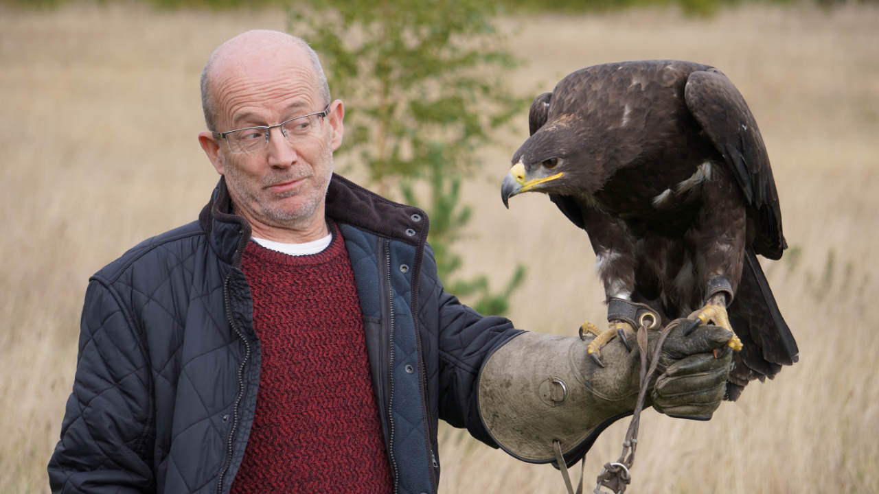 Alders product images layers Harris hawk on a visitors fist during he falconry experience near London