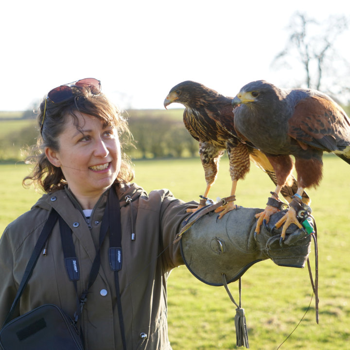 A On our bird of prey experience London Woman with two harris hawks on one glove On our bird of prey experience London A woman in green jacket holding two harris hawks on her glove