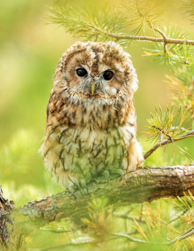 Tawny owl sitting in a pine tree for ou photography workshop