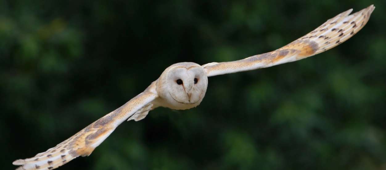 Barn owl - Tyto alba - in flight on an owl handling experience Bird on the Hand HQ wide Barn owl - Tyto alba - in flight on an owl handling experience Bird on the Hand HQ wide