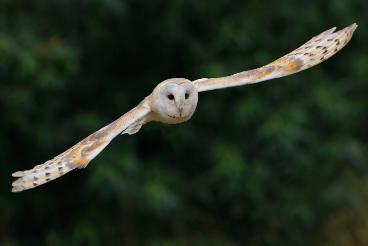 Alders product images layers Barn owl (Tyto alba) in flight