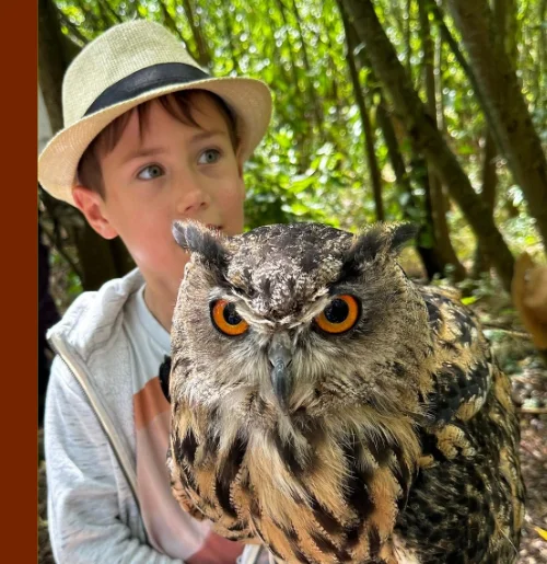 Children's Falconry Experience 1 way to promote a great love of nature. 5 Boy with Elvis the Eurasian eagle owl bubo bubo on his childrens falconry experience day