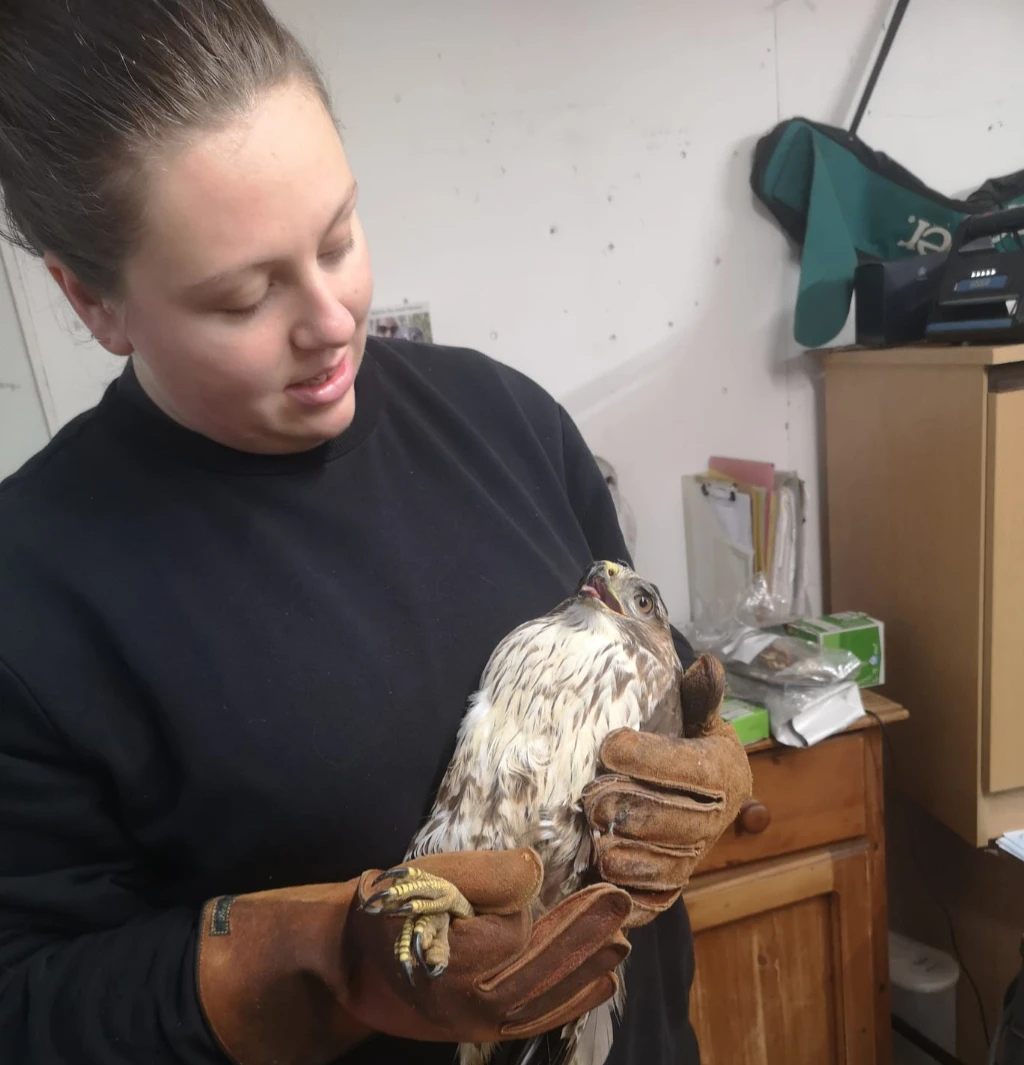 Charlotte checking over an injured buzzard which seened to just suffer concussion Charlotte checking over an injured buzzard which seened to just suffer concussion