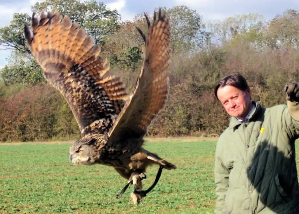 Alders product images layers Harris hawk on a visitors fist during he falconry experience near London