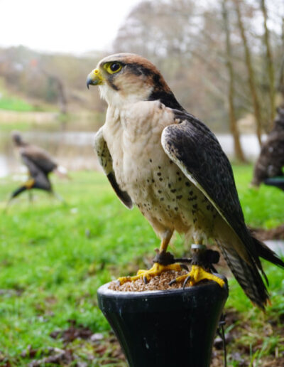 Birds catching the sunshine beside the lake at Alders Farm Fishery and Airgun range.
