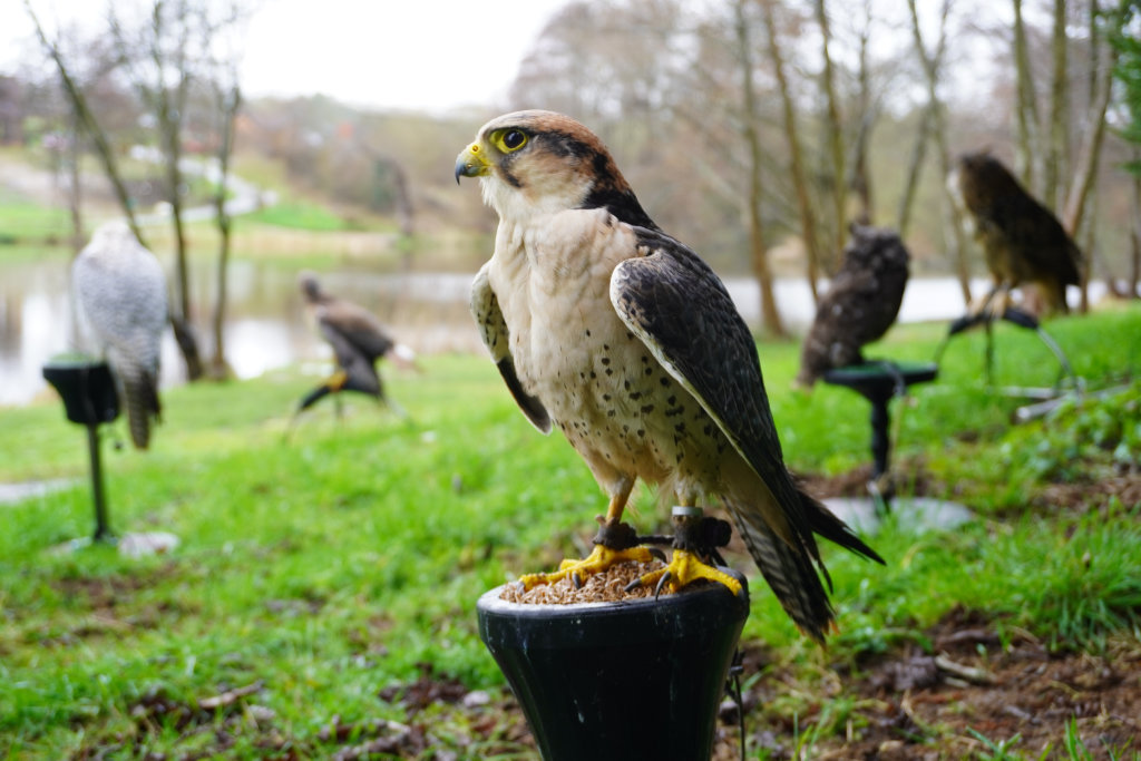 Alders product images layers Birds catching the sunshine beside the lake at Alders Farm Fishery and Airgun range.
