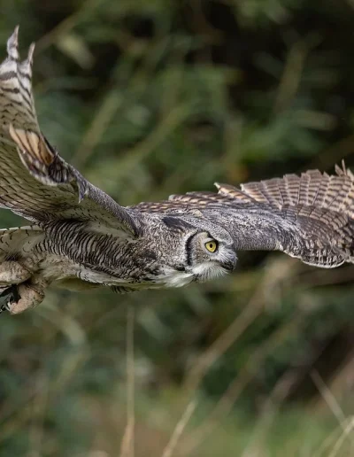 Great horned owl in flight