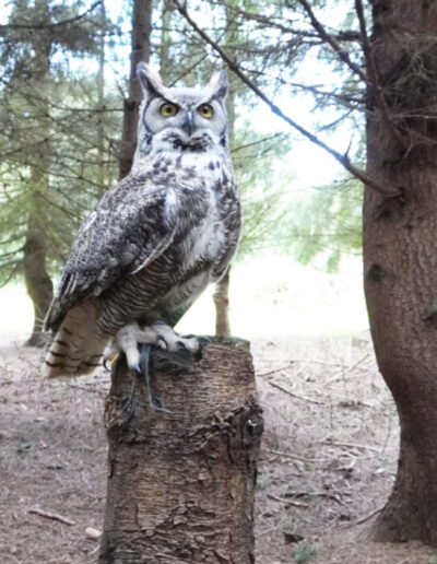 alders alex on stump