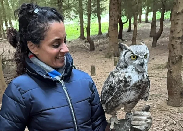 Alders product images layers Alders Farm, Zofia and Alexander the Great horned owl on a falconry experience london