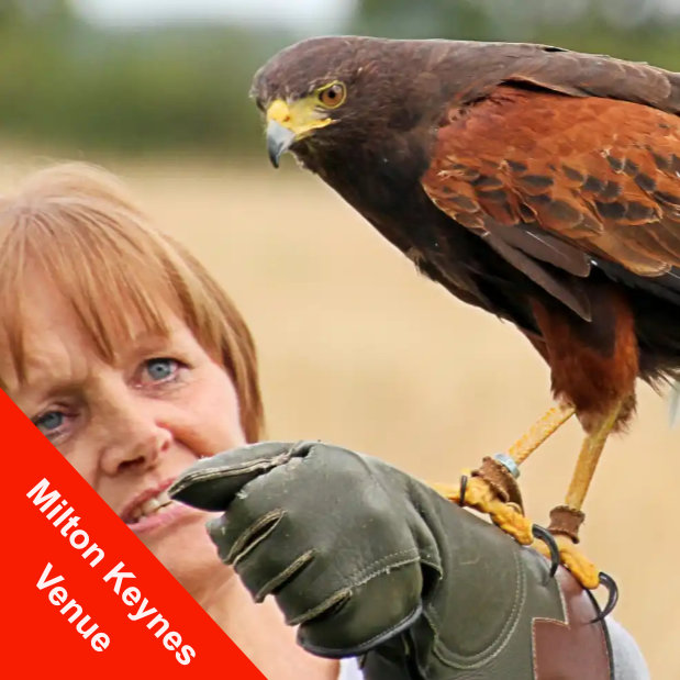 Alders product images layers Harris hawk on a visitors fist during he falconry experience near London