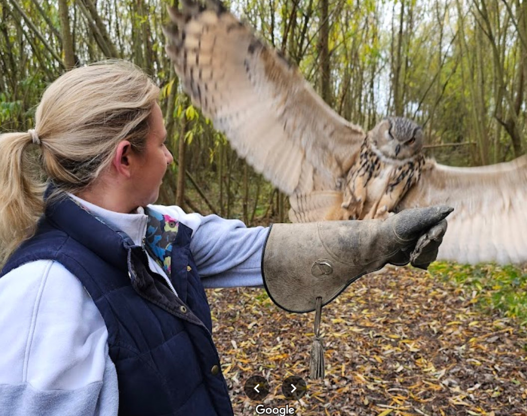 Owl handling experience showing a visitor having our eagle land on her fist in the woodland
