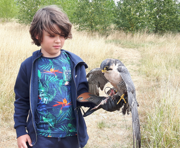 Alders product images layers Boy feeding Rory the peregrine on his fist during a falconry experience at Barn Owl Hollow Market Harborough