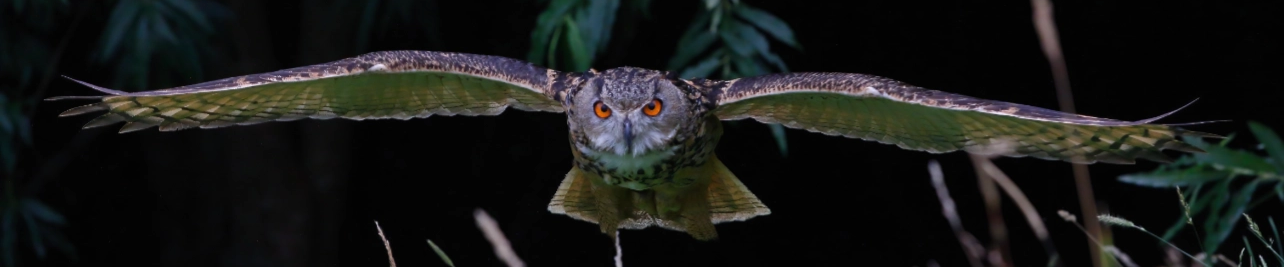 Bird on the Hand falconry experiences header. Redtail buzzard in flight Bird on the Hand falconry experiences header. Redtail buzzard in flight