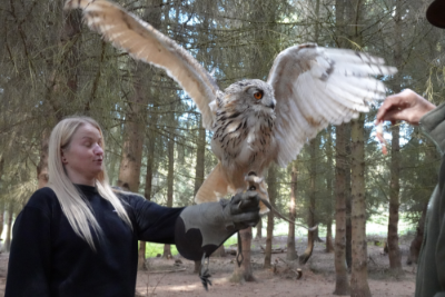 Buckinghamshire Venue 2 Woman on falconry experience at Alders Farm with priscilla the siberian eagle owl on her fist small