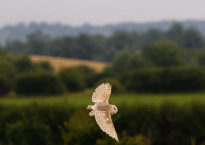 Leicestershire Falconry 5 barn owl in flight over the field at Barn Owl Hollow Market Harborough during a falconry experience.