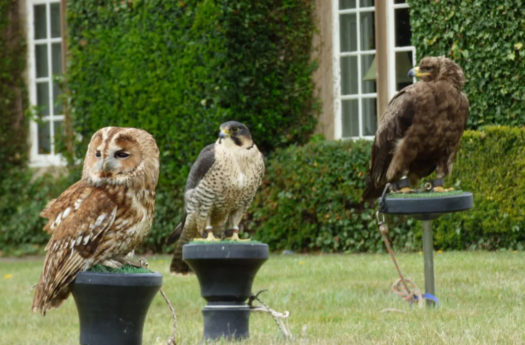 Alders product images layers falconry photoshoot static fletcher daisy olga