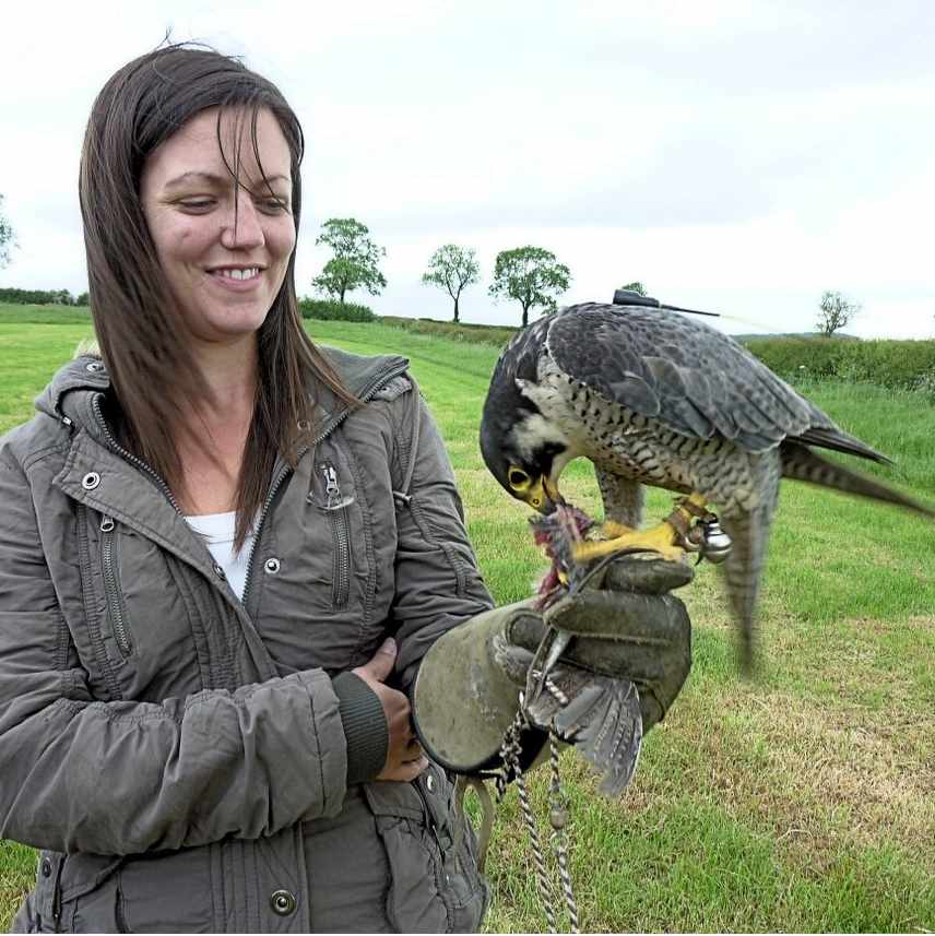 Alders product images layers peregrine falcon feeding on woman's fist