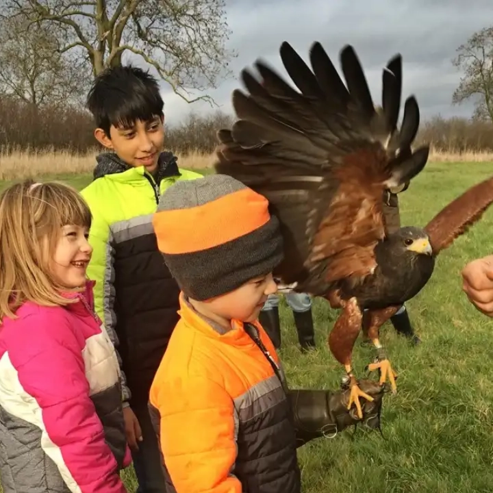 Alders product images layers Raptor Rapture experience image of a group of children are smiling as a Harris Hawk lands on the fist with it's wings spread