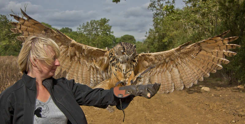 Elvis wings spread landing on womans fist