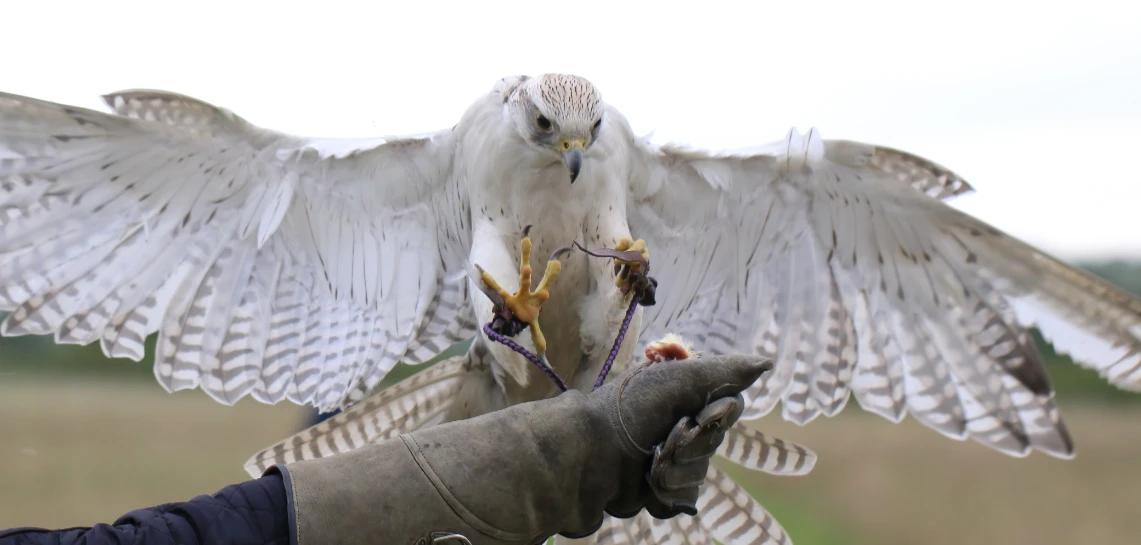 Gerda gyrfalcon landing on fist open wings crop 2
